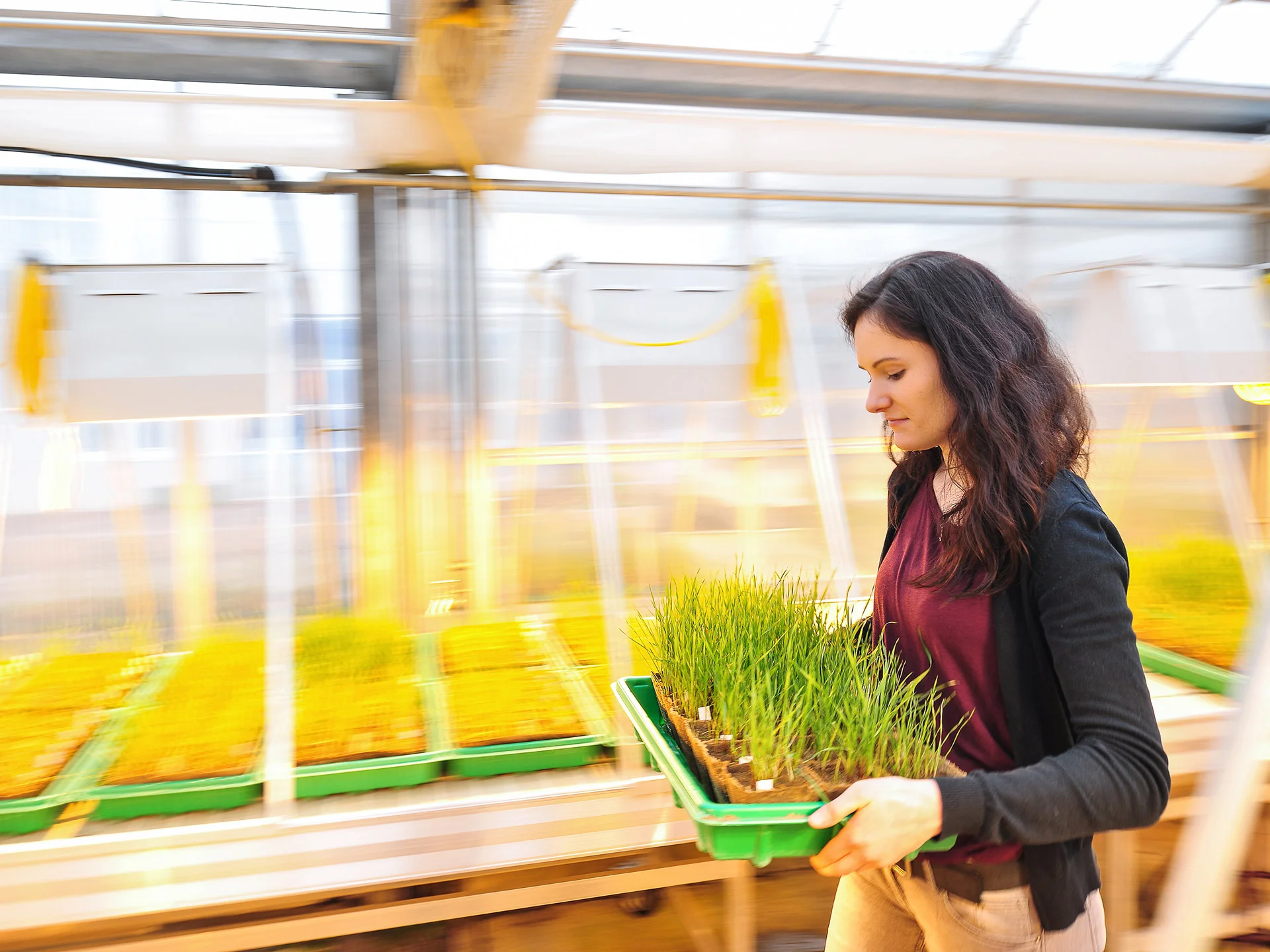 Eine Studentin läuft mit einem Pflanzenbehältnis durch ein Gartenhaus