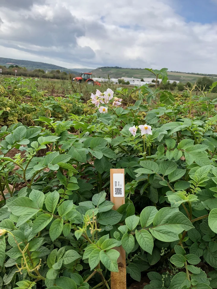 Kartoffelblüte